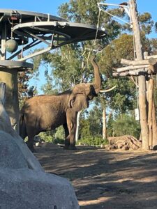 San Diego Zoo Attractions
